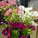 Durdica