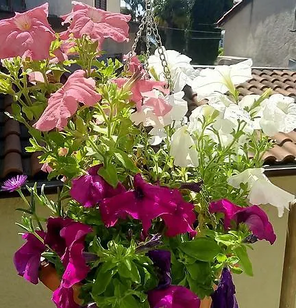 Durdica